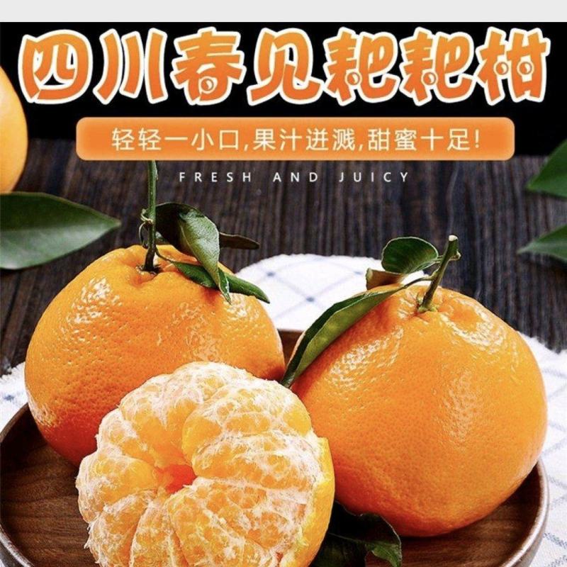 甄选四川春见耙耙柑，产地直发诚信合作，致电留言有优惠。