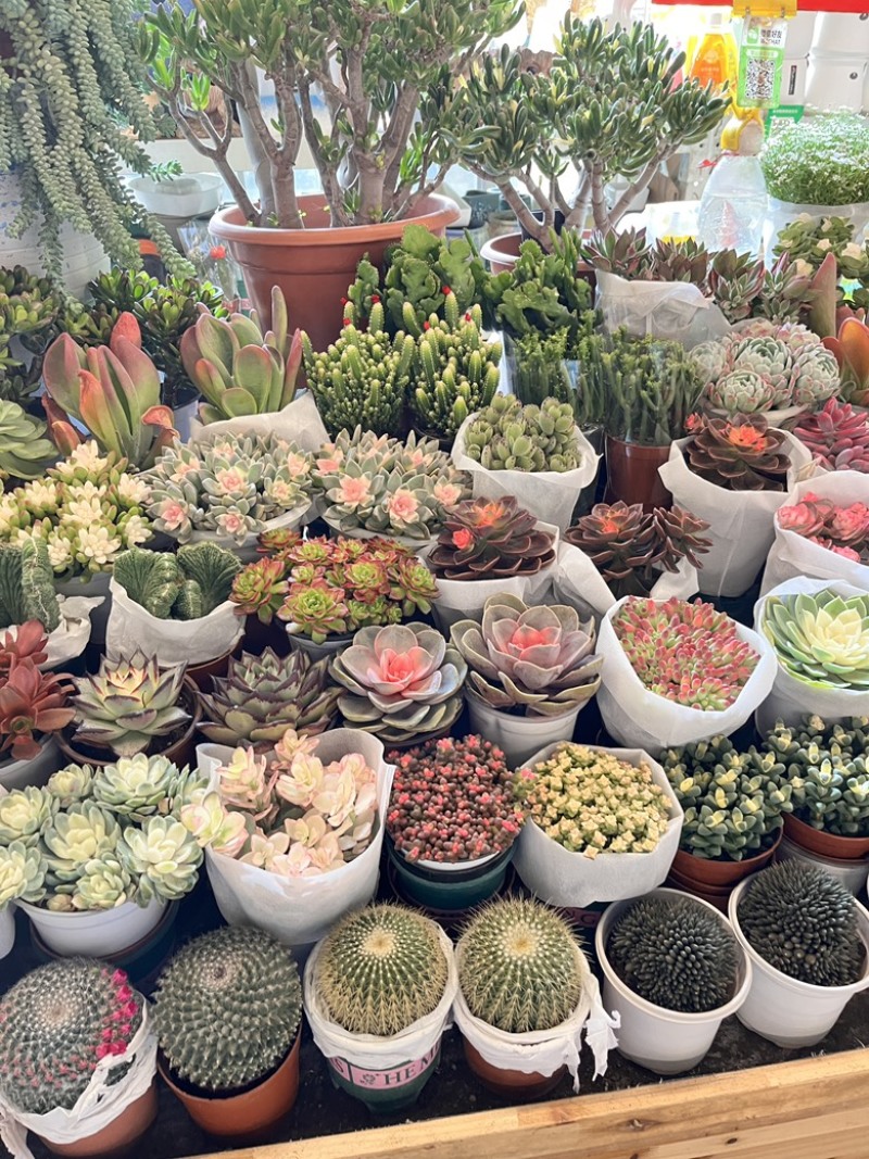 盆栽，多肉等