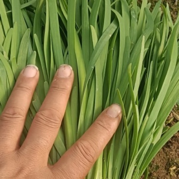 大棚韭菜货源充足需要的老板联系我