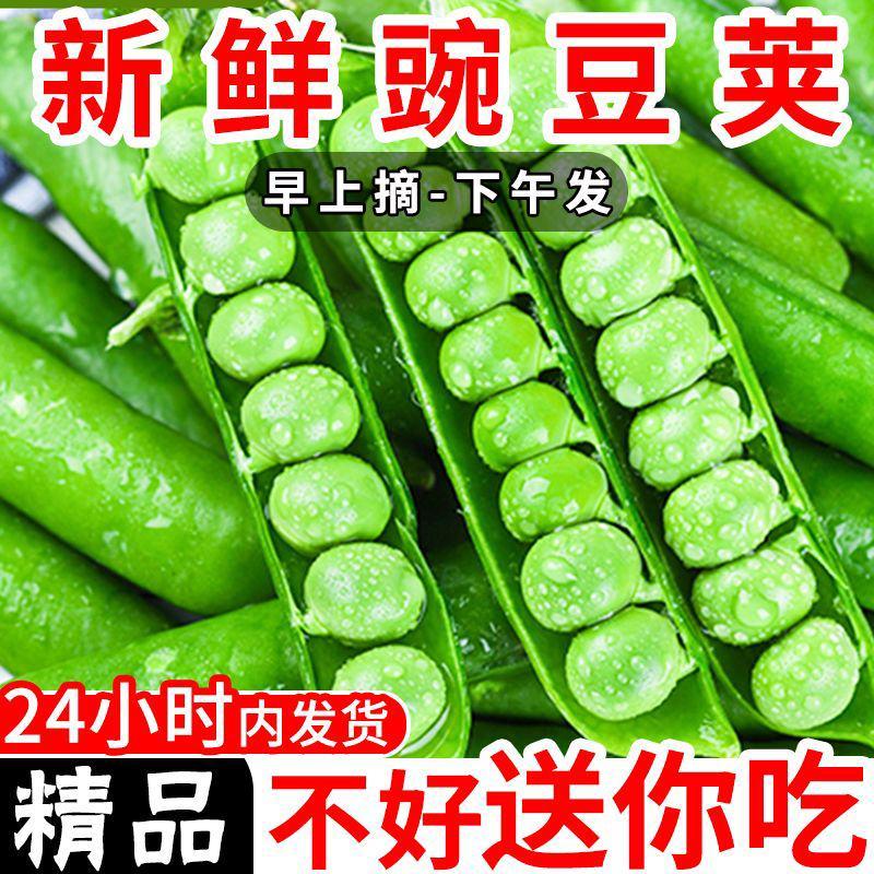 【现摘现发】云南豌豆新鲜蔬菜应季青豆素菜脆甜带壳生豌豆荚