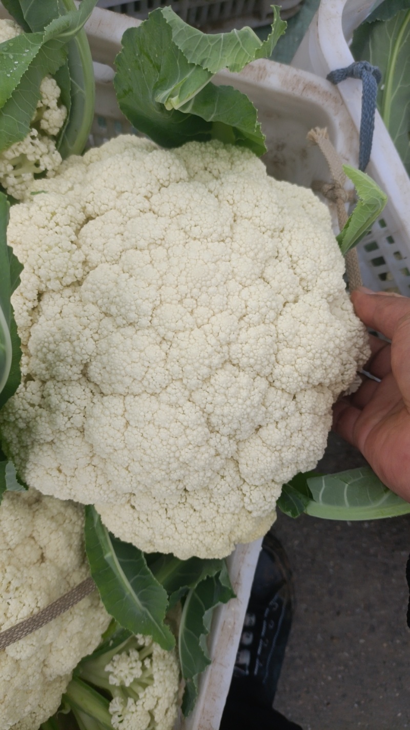 万亩基地青梗小米花菜大量上市，产地一手货源