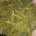 螃蟹寄生，槲寄生鲜货现采现发，干货质量好。