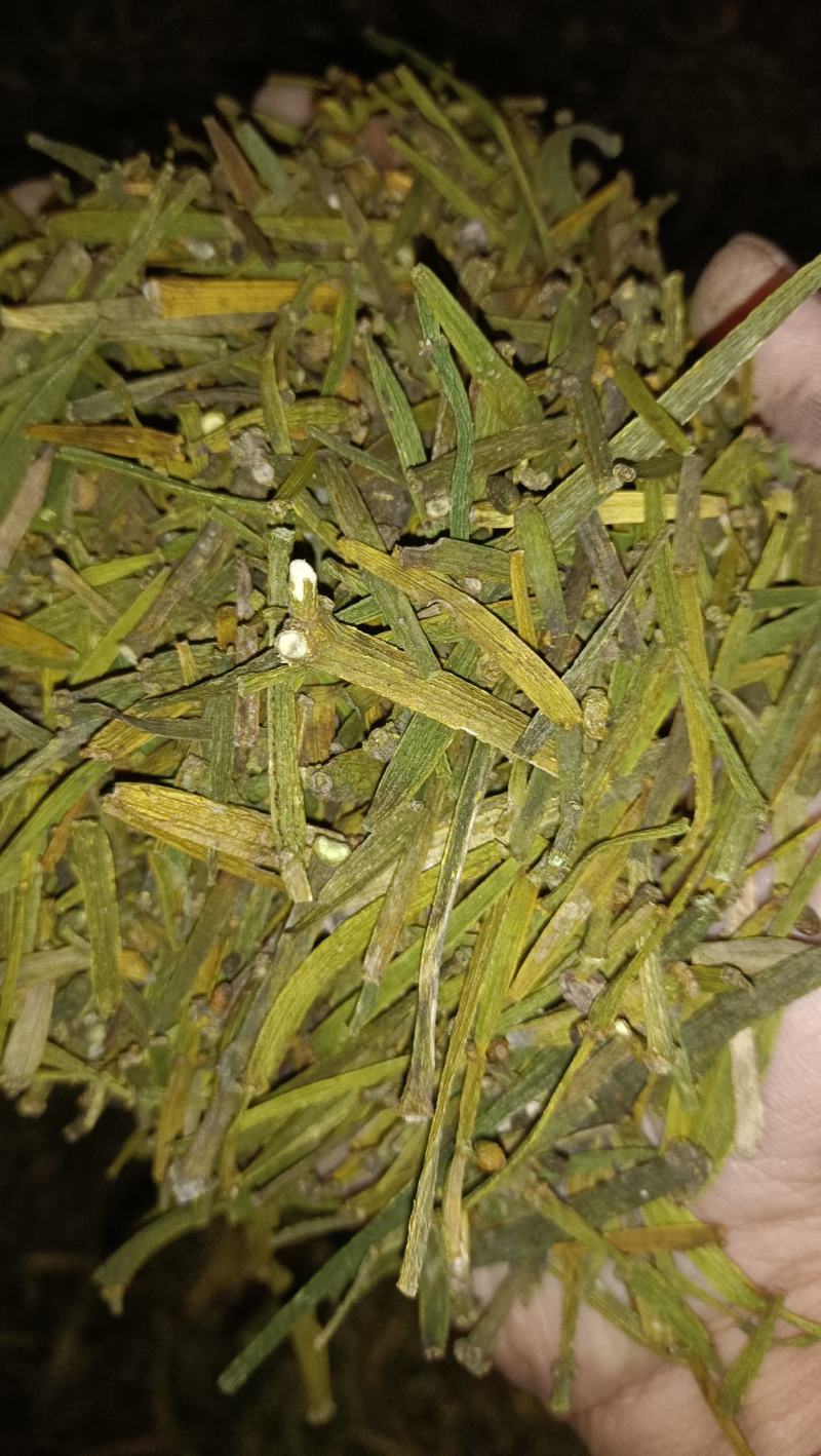 螃蟹寄生，槲寄生鲜货现采现发，干货质量好。