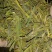螃蟹寄生，槲寄生鲜货现采现发，干货质量好。