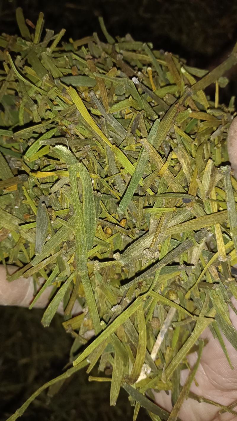 螃蟹寄生，槲寄生鲜货现采现发，干货质量好。