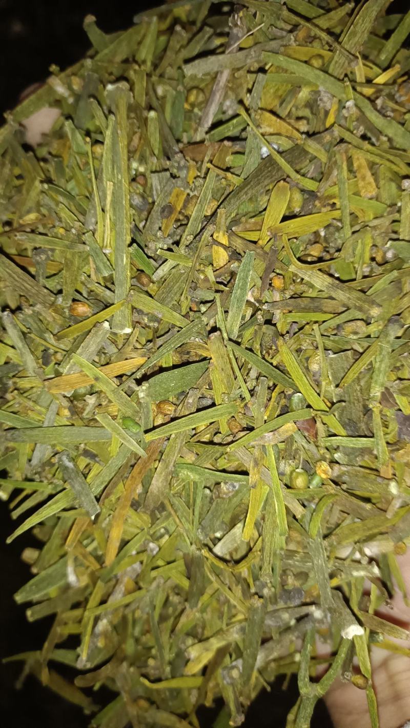 螃蟹寄生，槲寄生鲜货现采现发，干货质量好。