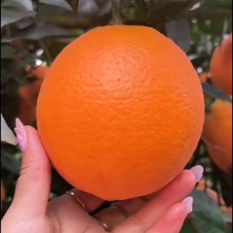 纽荷尔