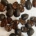 土鳖虫红虫斑虫规格齐全保真保量一公斤包邮按需抓