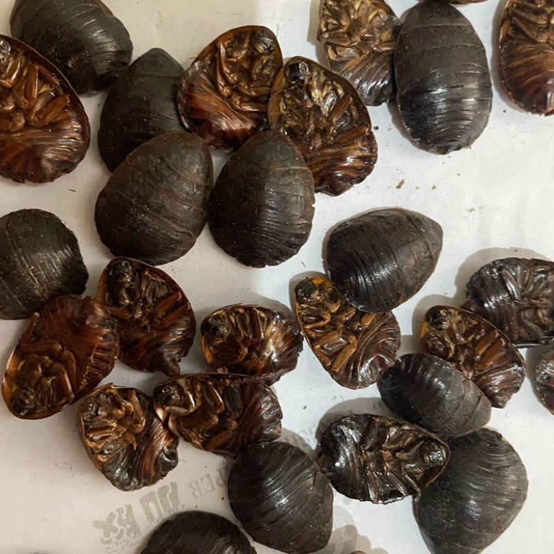 土鳖虫红虫斑虫规格齐全保真保量一公斤包邮按需抓