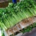 【全年供应】精品大叶香菜,香味浓郁,品质保证实力代办