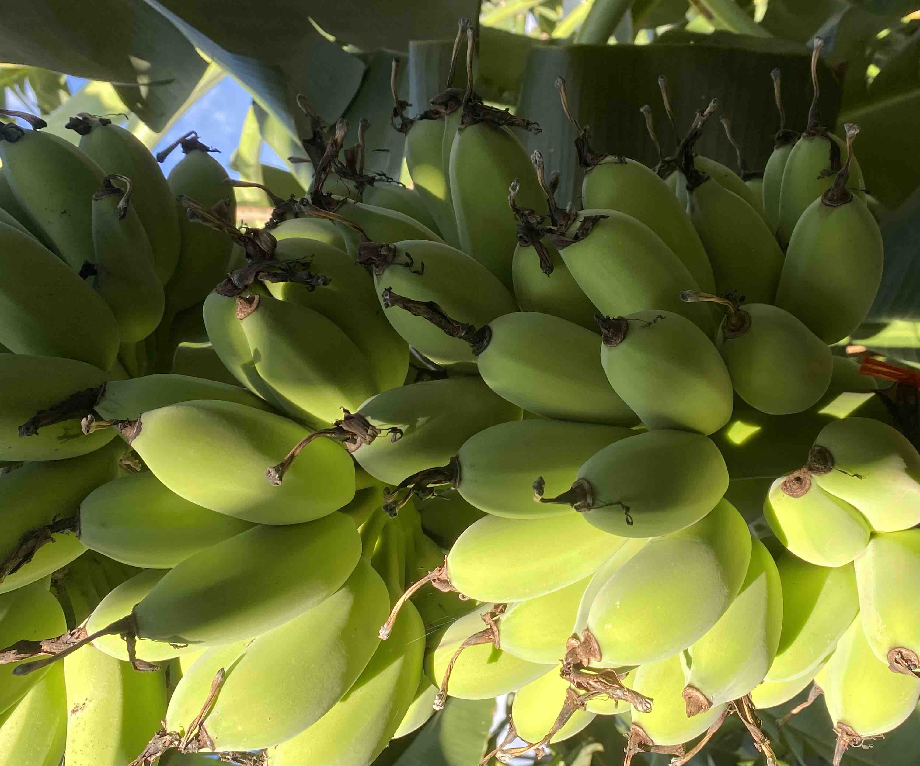 超市香蕉货架实景图：多串香蕉悬挂于明亮生鲜区，标签清晰标注产地与采摘日期，其中一串被高亮框选（金黄带细密褐斑），旁边配有简洁图标提示：✅看色｜✅摸弹｜✅闻香