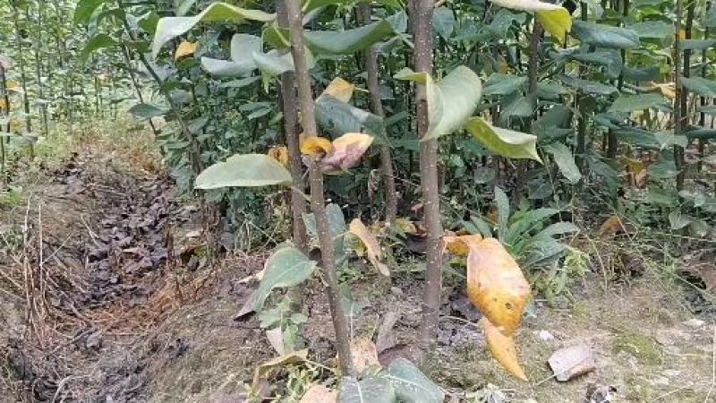 黄金蜜梨苗该梨皮薄肉白细嫩多汁脆甜浓香挂果树采枝育苗