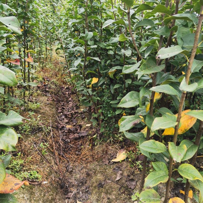 黄金蜜梨苗该梨皮薄肉白细嫩多汁脆甜浓香挂果树采枝育苗