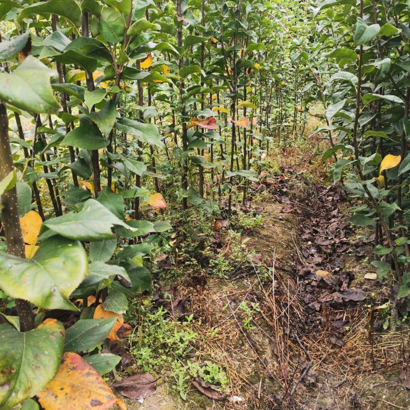 黄金蜜梨苗该梨皮薄肉白细嫩多汁脆甜浓香挂果树采枝育苗