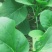 广东菜心