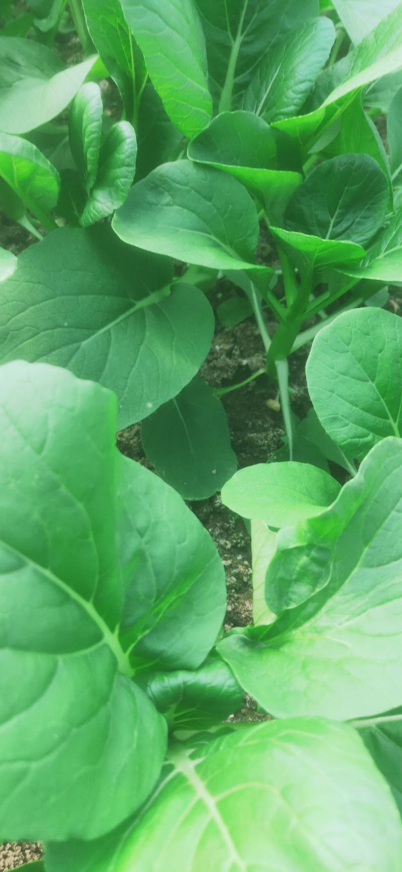 广东菜心