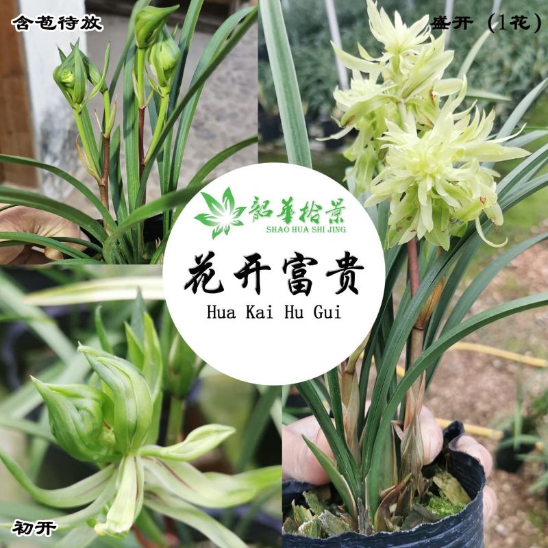 年宵花春兰带花超香兰花室内绿植盆栽