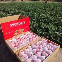 草莓四川草莓现已大量上市，现摘现发支持视频，