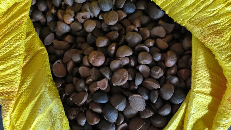 野生小籽山茶油