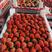 红颜草莓，大量上市，产地直发，无中间商，欢迎采购