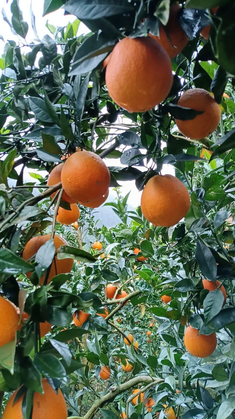 云南红河州蒙自市纽荷尔橙子，成熟期，