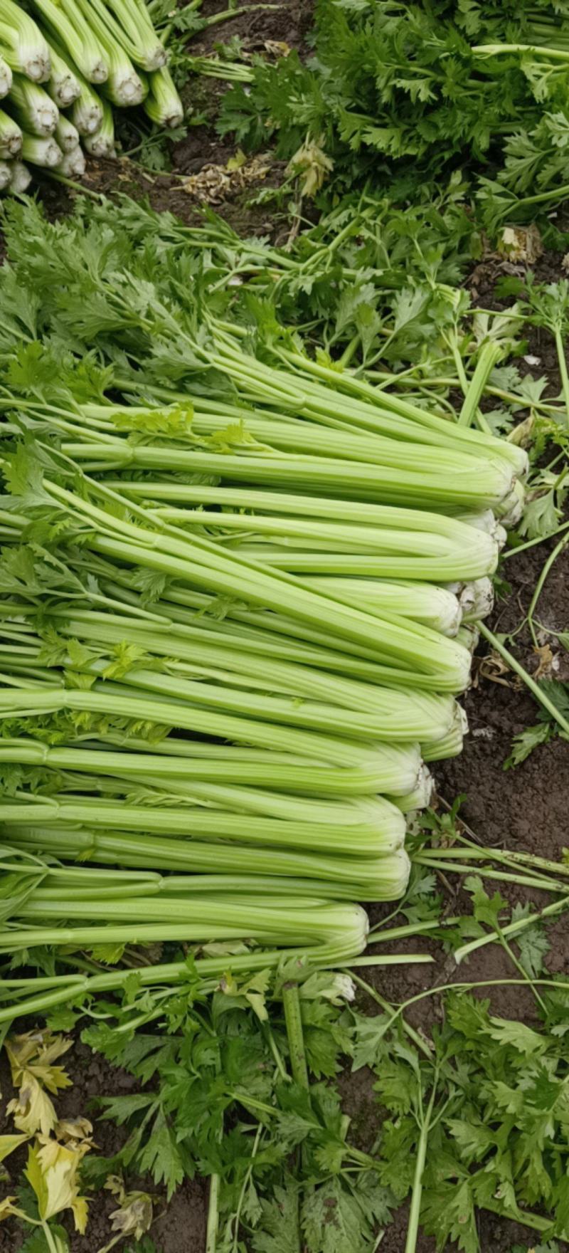四川船山区优质芹菜