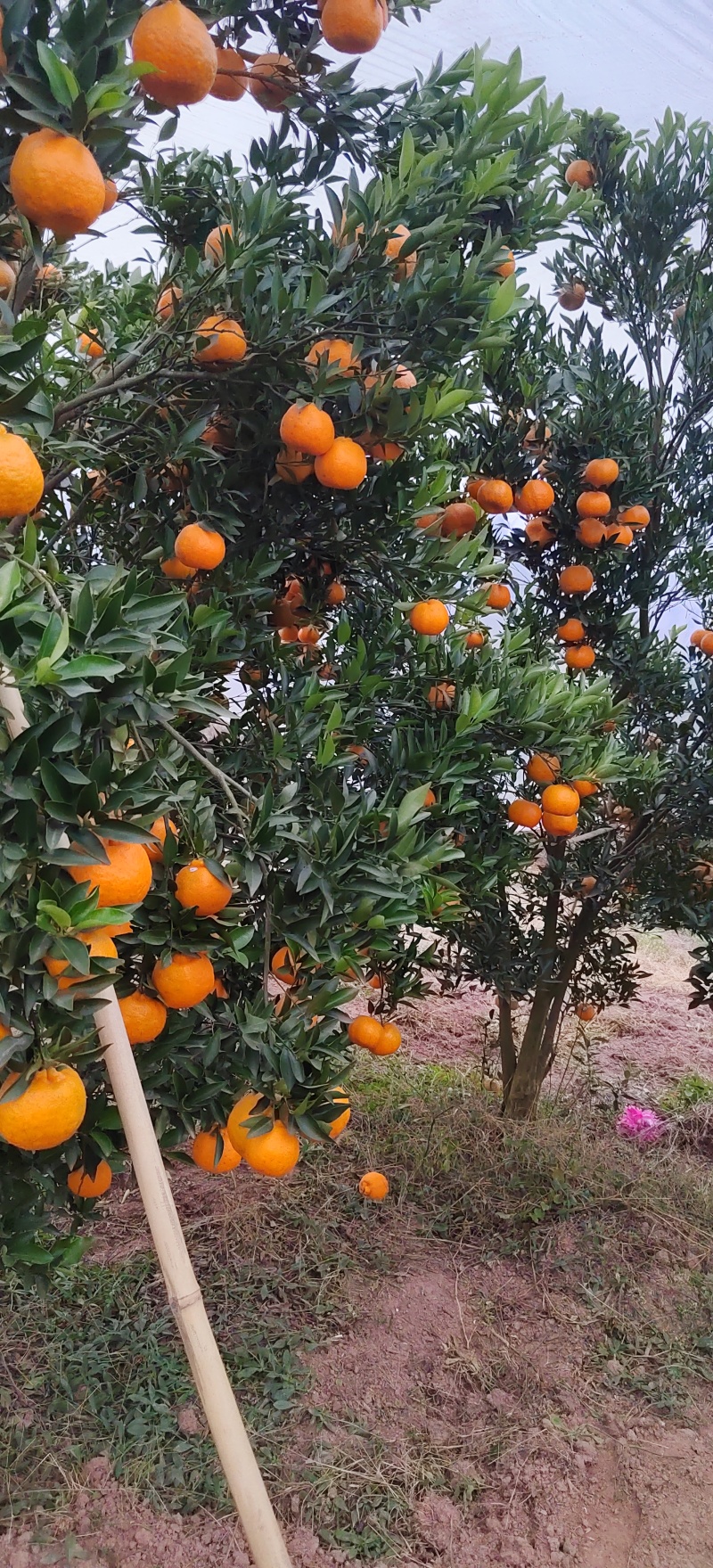 四川荣县留佳椪柑基地，盖膜椪柑，露天椪柑，爱媛，耙耙联系