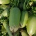 【推荐】791青萝卜，露地货湖北萝卜货量充足大量上市