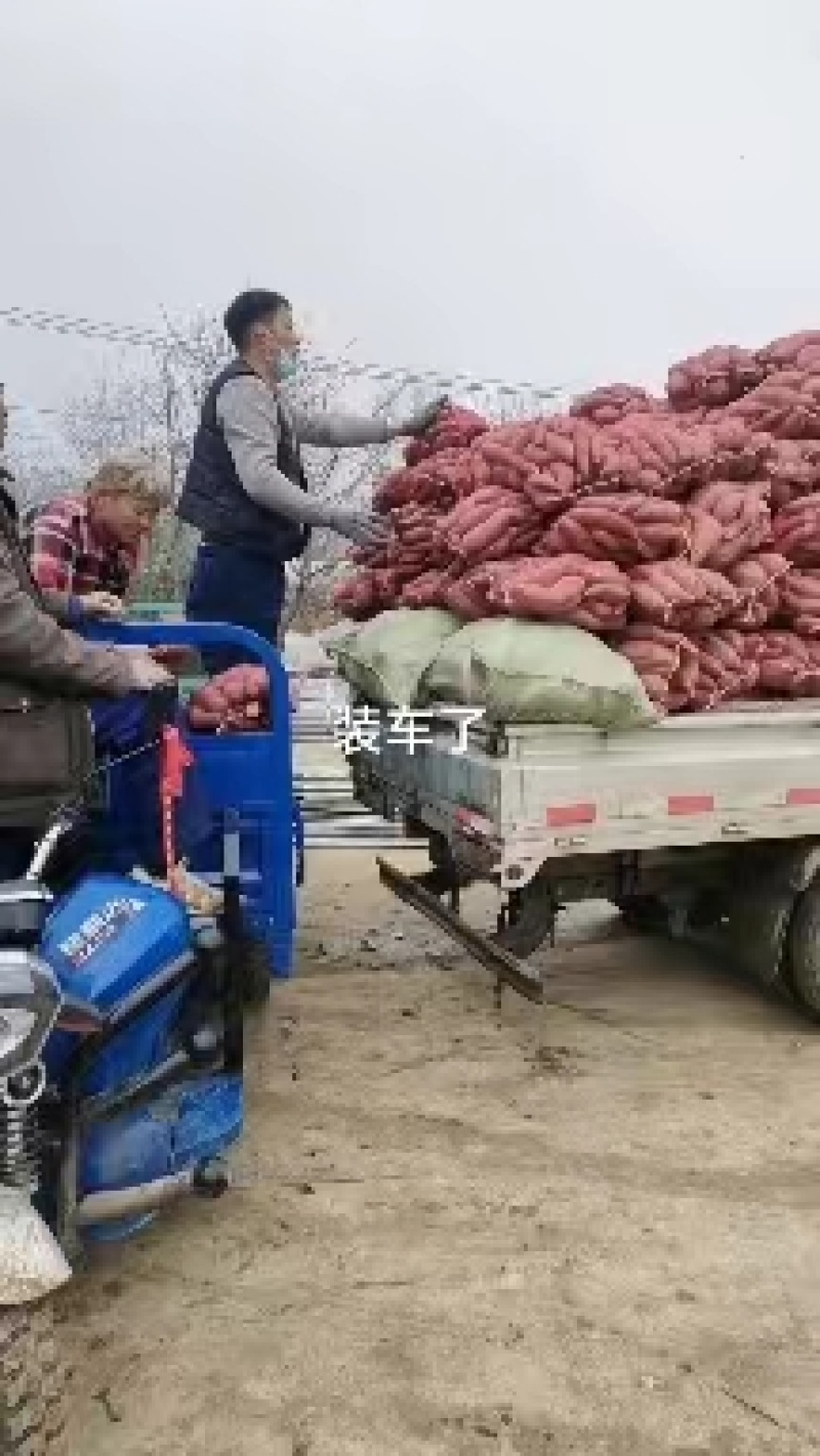 江苏宿迁西瓜红红薯红薯量大从优现挖现发产地直发