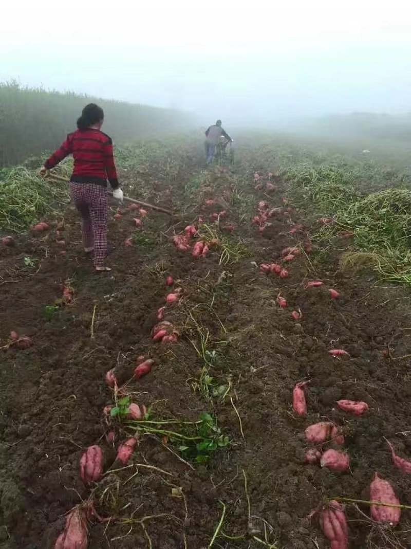 江苏宿迁西瓜红红薯红薯量大从优现挖现发产地直发