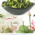 江西抚州莲子芯-量大从优-价格优惠-品质保证-诚信经营