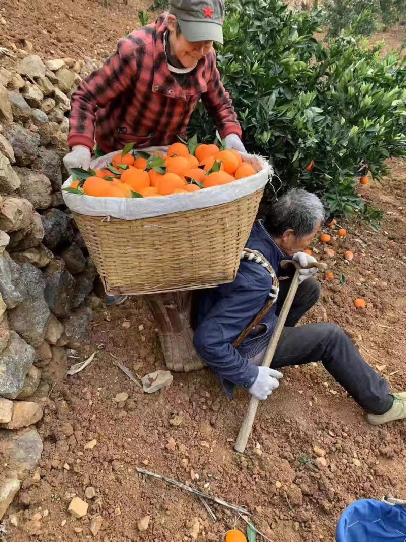 秭归脐橙纽荷尔血橙长虹脐橙自产自销果园看果论价整车发货