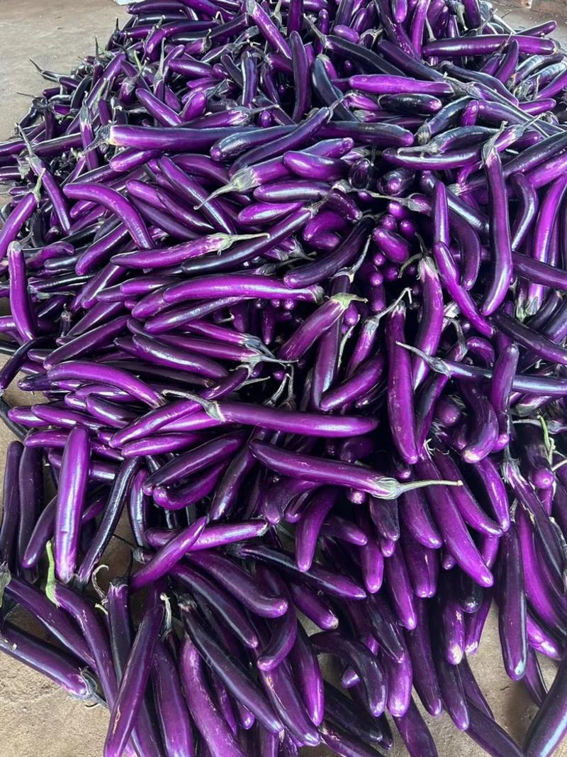 （紫茄）广东茄子紫长茄子烧烤茄基地货源充足价格便宜