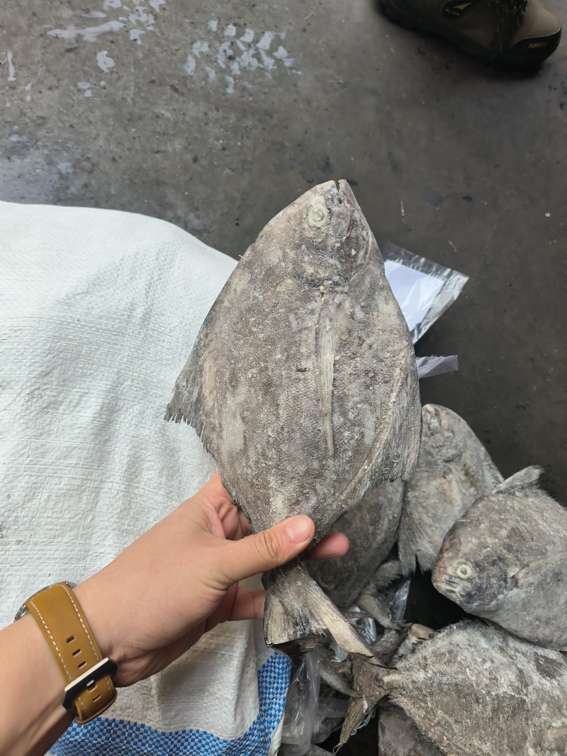 黑鲳船冻黑鲳快速网200/300300/500