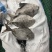 黑鲳船冻黑鲳快速网200/300300/500