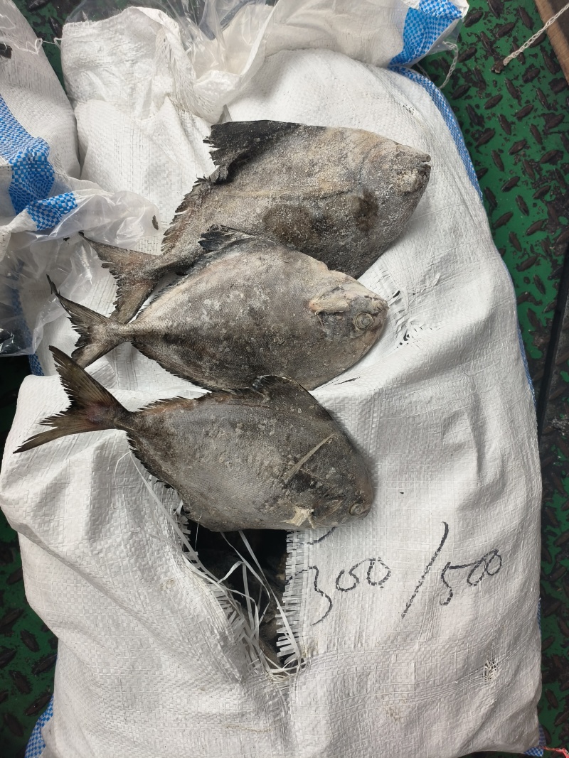 黑鲳船冻黑鲳快速网200/300300/500