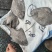 黑鲳船冻黑鲳快速网200/300300/500