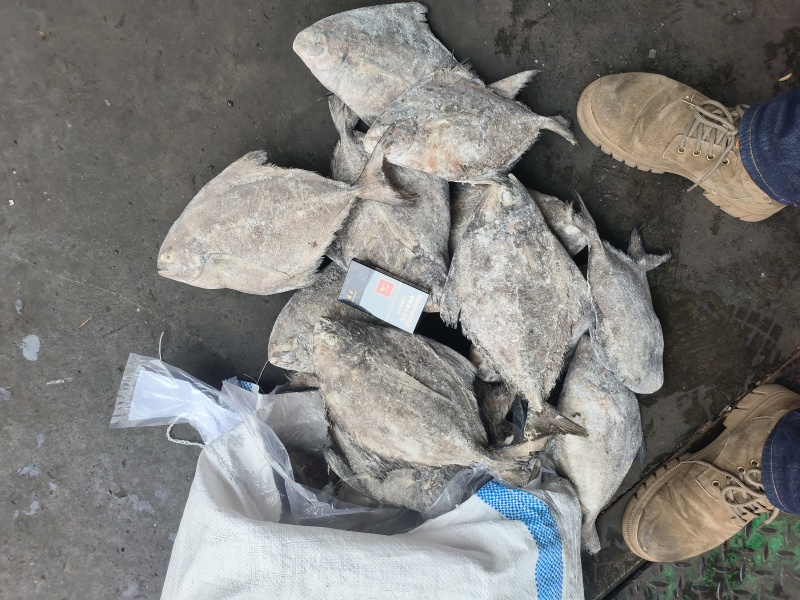 黑鲳船冻黑鲳快速网200/300300/500