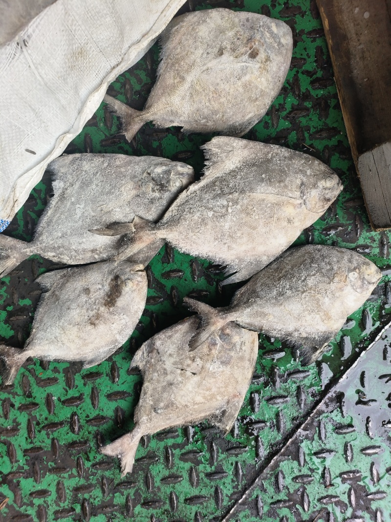 黑鲳船冻黑鲳快速网200/300300/500