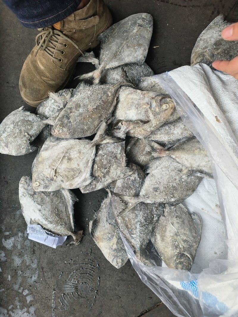 黑鲳船冻黑鲳快速网200/300300/500