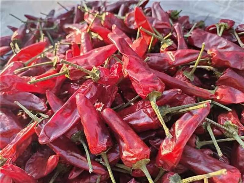 河南精品辣椒王大量供应，产地一手货源，新鲜保质欢迎选购