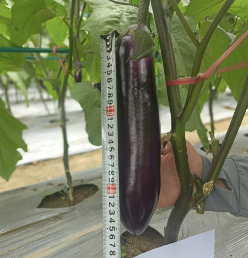 （紫茄）广东茄子紫长茄子烧烤茄基地货源充足价格便宜