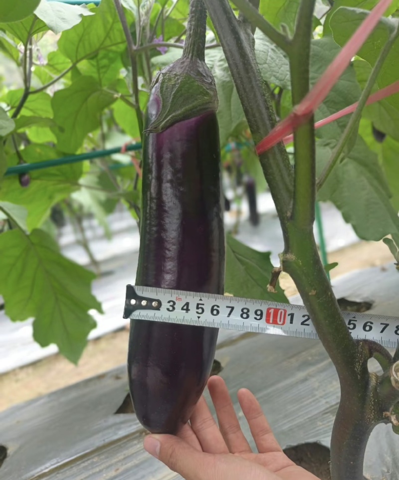 （紫茄）广东茄子紫长茄子烧烤茄基地货源充足价格便宜