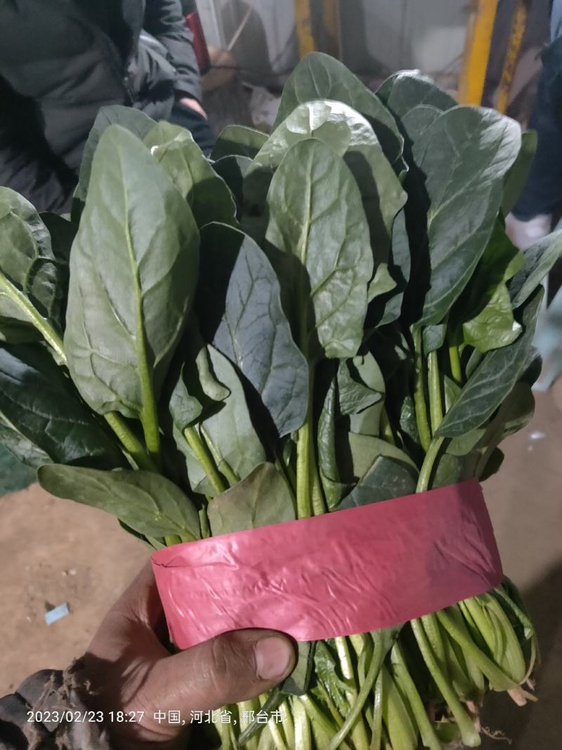 精品大叶菠菜