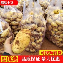 现挖新鲜黄皮黄心土豆希森荷兰沃土土豆四川五宝