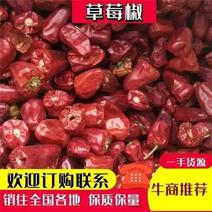 河南精品草莓椒，大量上市，产地一手货源，规格多样量大从优
