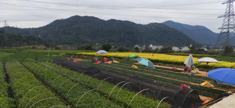 中茶108、福建万源茶树苗基地品种多，欢迎订购