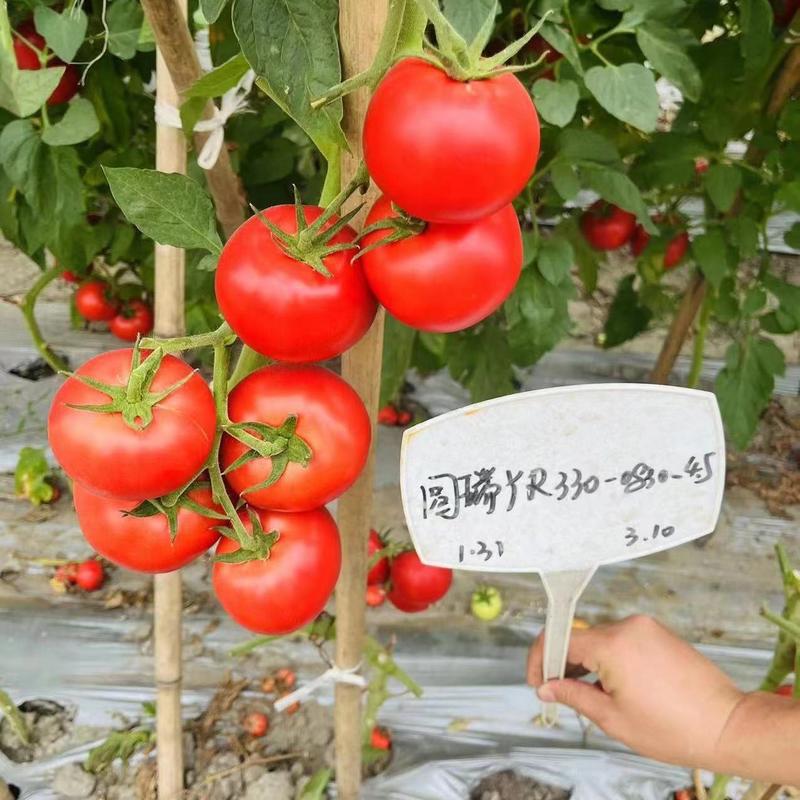 圆瑞深粉番茄种子早熟大果非转基因进口大红抗四季薄皮西红柿