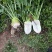 四川大头菜芥头菜芥菜无空心无黑心泡菜厂大量上市中