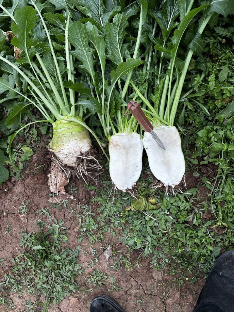 四川大头菜芥头菜芥菜无空心无黑心泡菜厂大量上市中